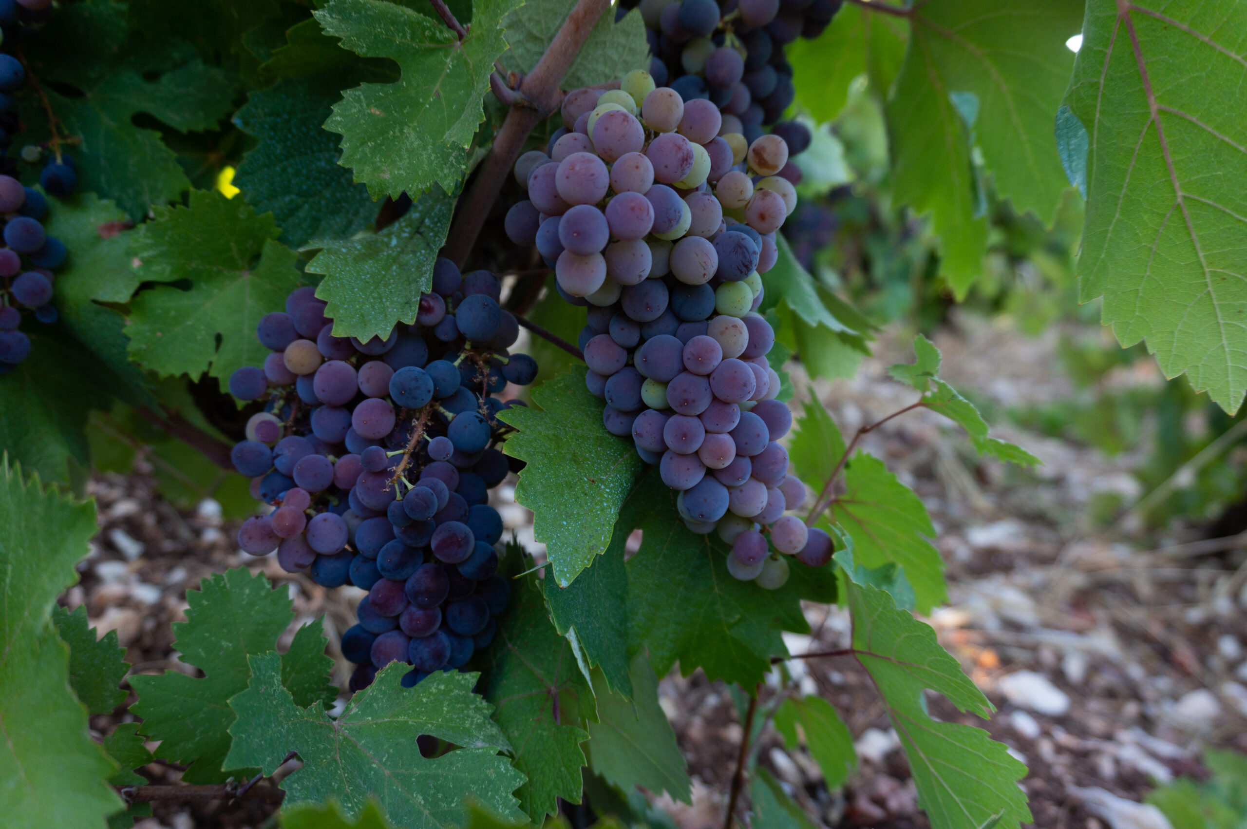 Mavropatrino grape variety lefkada
