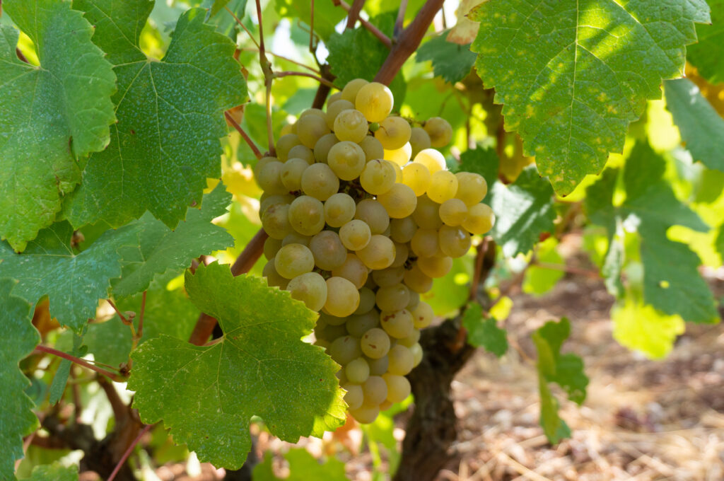 Vardea grape variety lefkada