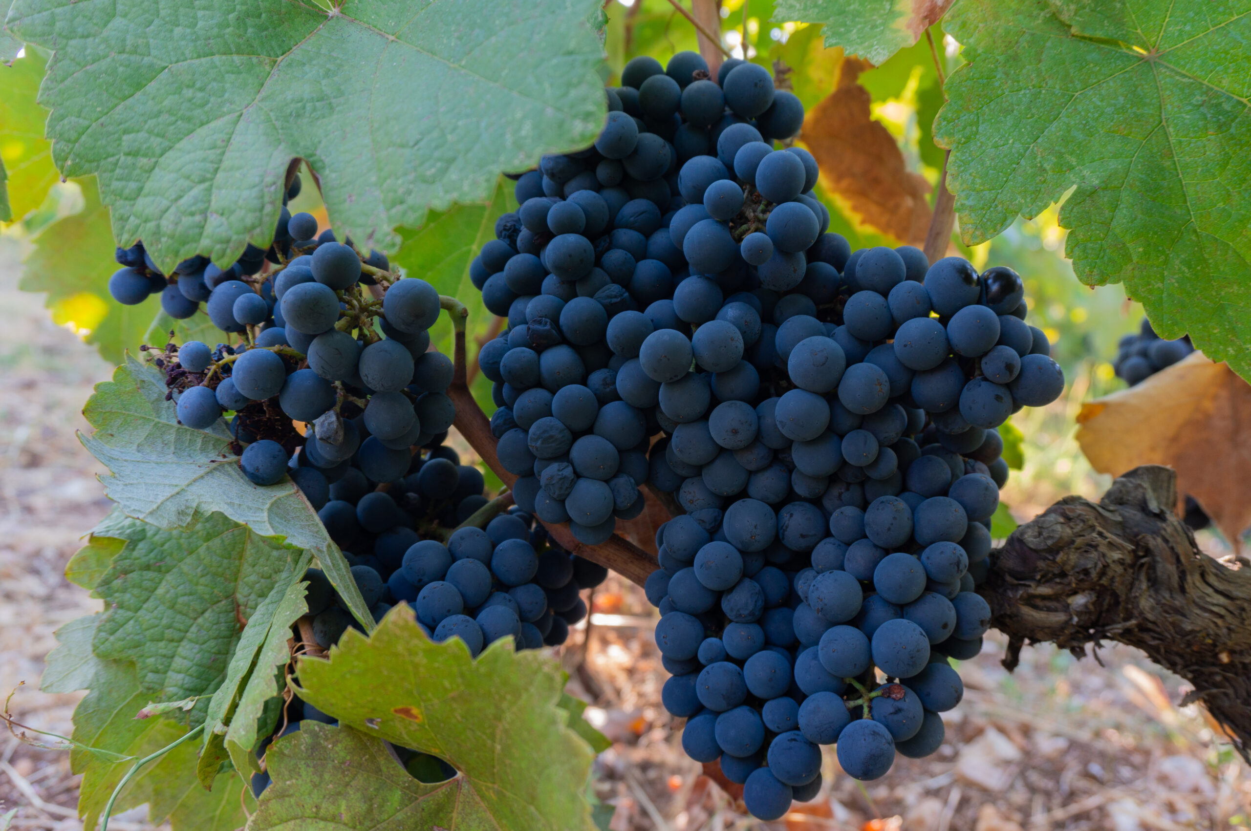 Vertzami grape variety lefkada