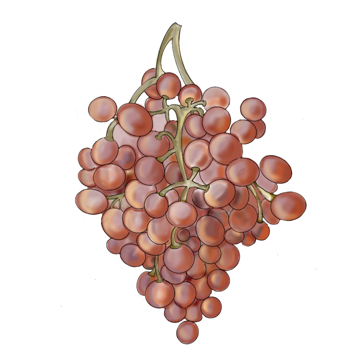 Ilustración Roditis Alepou grape uva